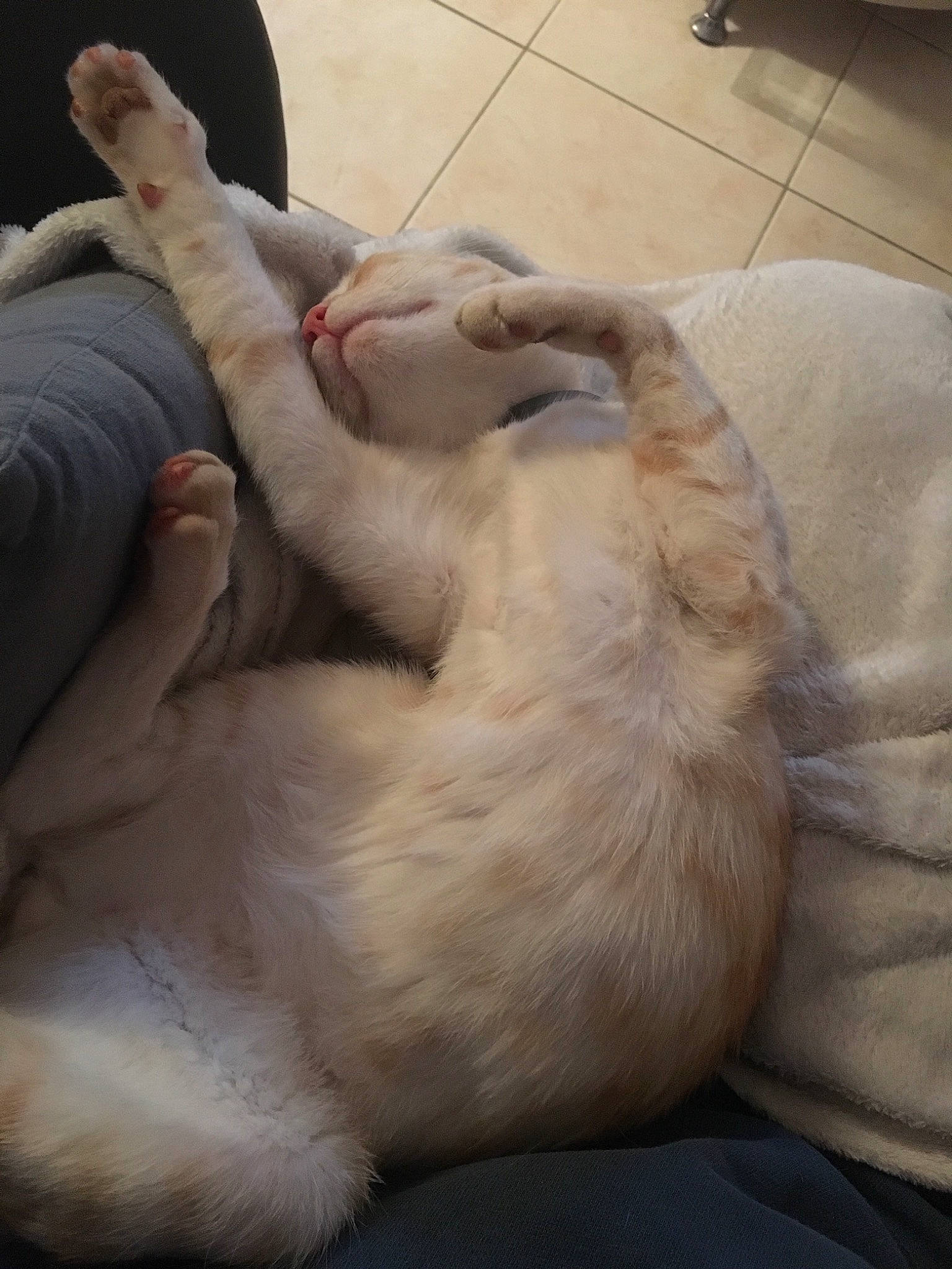 Stuart a rejoint le concours — aidez-le/la à gagner de superbes lots ! carnivore, cat, fawn, felidae, fur, paw, small_to_medium_sized_cats, tail