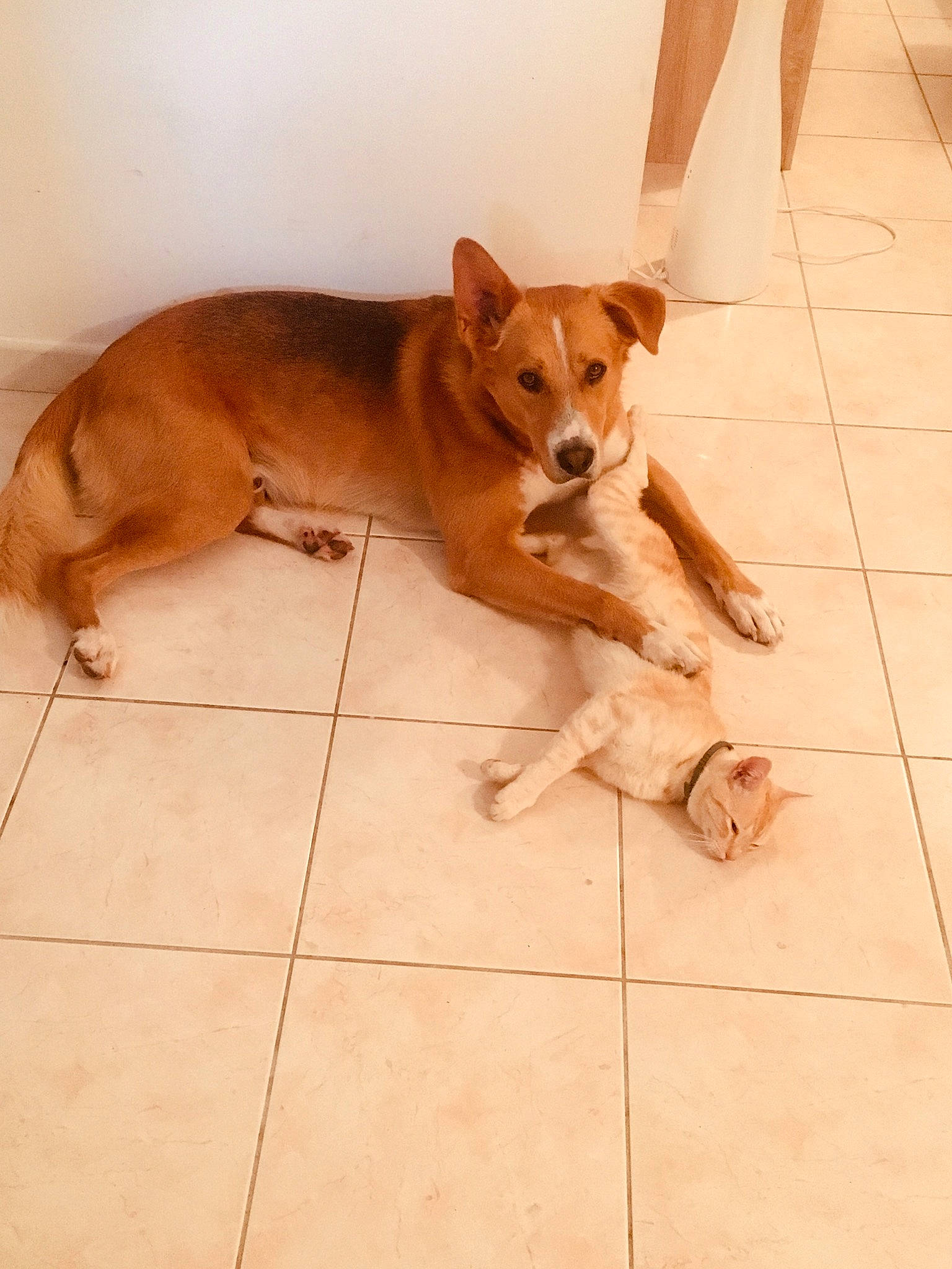 Stuart a rejoint le concours — aidez-le/la à gagner de superbes lots ! canidae, carnivore, companion_dog, corgi_chihuahua, dog, dog_breed, fawn, floor, flooring, mammal, pembroke_welsh_corgi, puppy, street_dog, tail, tile, welsh_corgi