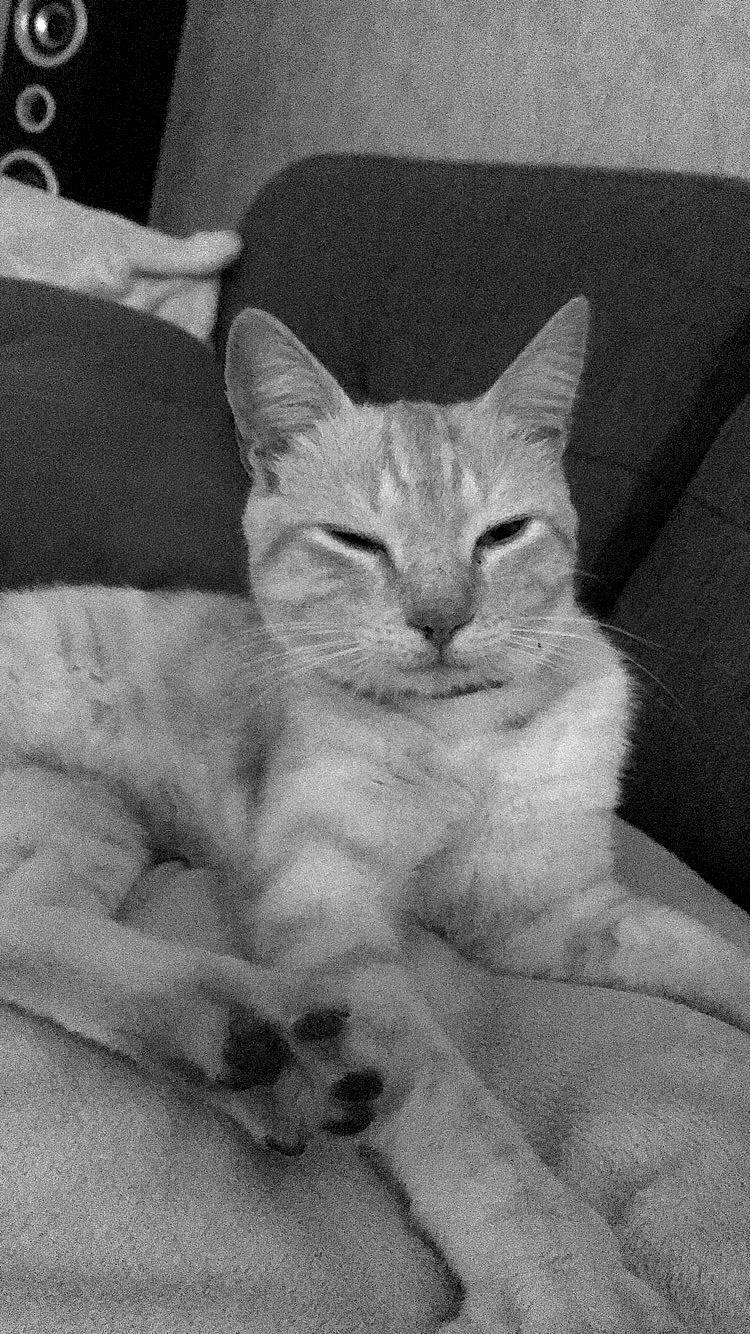 Stuart a rejoint le concours — aidez-le/la à gagner de superbes lots ! asian, black_and_white, burmilla, carnivore, cat, domestic_short_haired_cat, felidae, german_rex, kitten, mammal, singapura, small_to_medium_sized_cats, vertebrate, whiskers