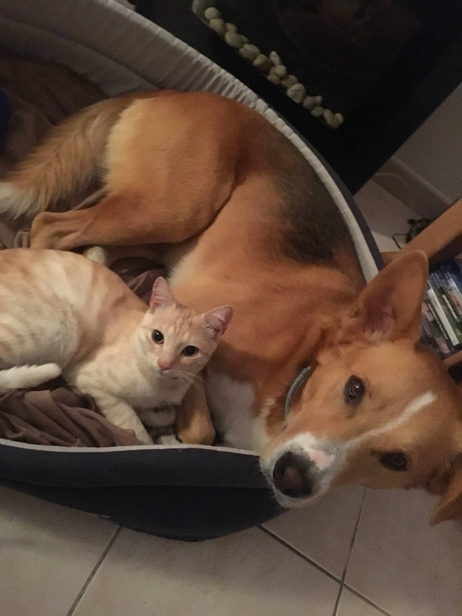 Cash a rejoint le concours — aidez-le/la à gagner de superbes lots ! canidae, carnivore, cat, companion_dog, dog, dog_breed, fawn, felidae, kitten, mammal, pembroke_welsh_corgi, small_to_medium_sized_cats, vertebrate, welsh_corgi, whiskers