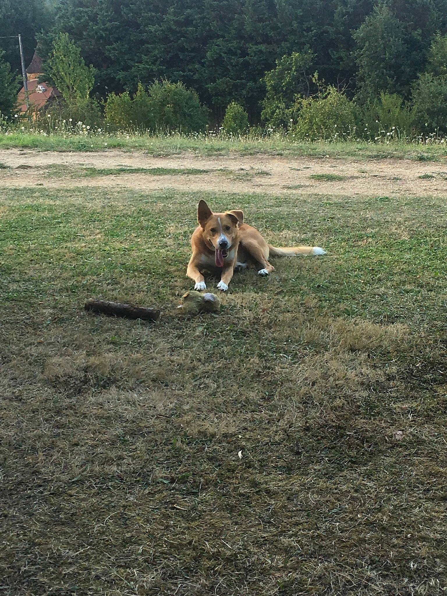 Cash a rejoint le concours — aidez-le/la à gagner de superbes lots ! beagle, boxer, canidae, cardigan_welsh_corgi, carnivore, dog, dog_breed, german_shepherd_dog, grass, hunting_dog, mammal, soil, welsh_corgi, working_dog