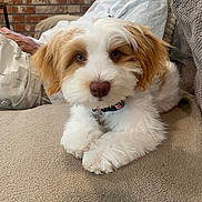 Joey joined the competition — help win amazing prizes! brick_wall, casual_clothing, closeup, collar, companion, couch, dog, fluffy, furniture, home, indoor, person, pet, portrait, puppy, relaxing, sitting, tan, white, young_dog