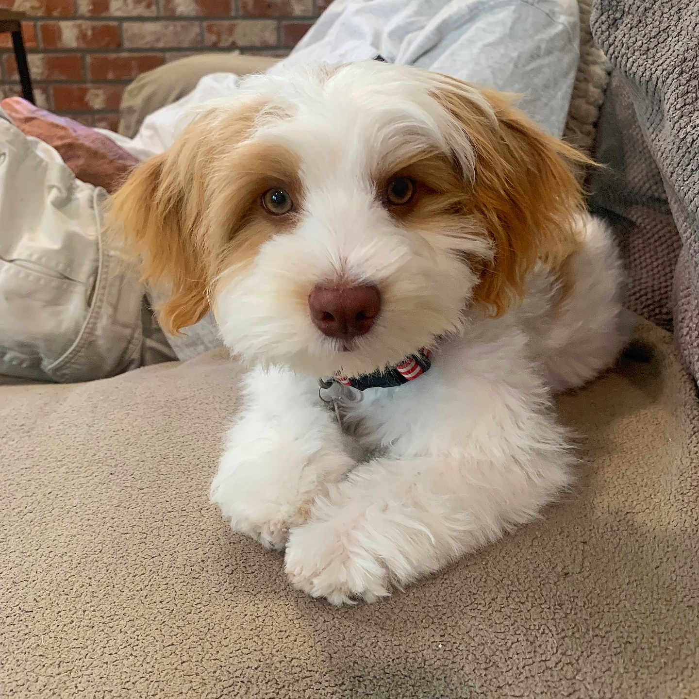 Joey joined the competition — help win amazing prizes! brick_wall, casual_clothing, closeup, collar, companion, couch, dog, fluffy, furniture, home, indoor, person, pet, portrait, puppy, relaxing, sitting, tan, white, young_dog