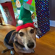 Kensi is registered to the contest to win money with this photo: dog, elf_hat, holiday, christmas, gift_bags, snowman, wooden_floor, indoor, pet, festive, costume, brown_dog, black_dog, cute, looking_up, decorations, holiday_season, wrapped_gifts, flooring, animal