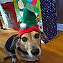 dog, elf_hat, holiday, christmas, gift_bags, snowman, wooden_floor, indoor, pet, festive, costume, brown_dog, black_dog, cute, looking_up, decorations, holiday_season, wrapped_gifts, flooring, animal