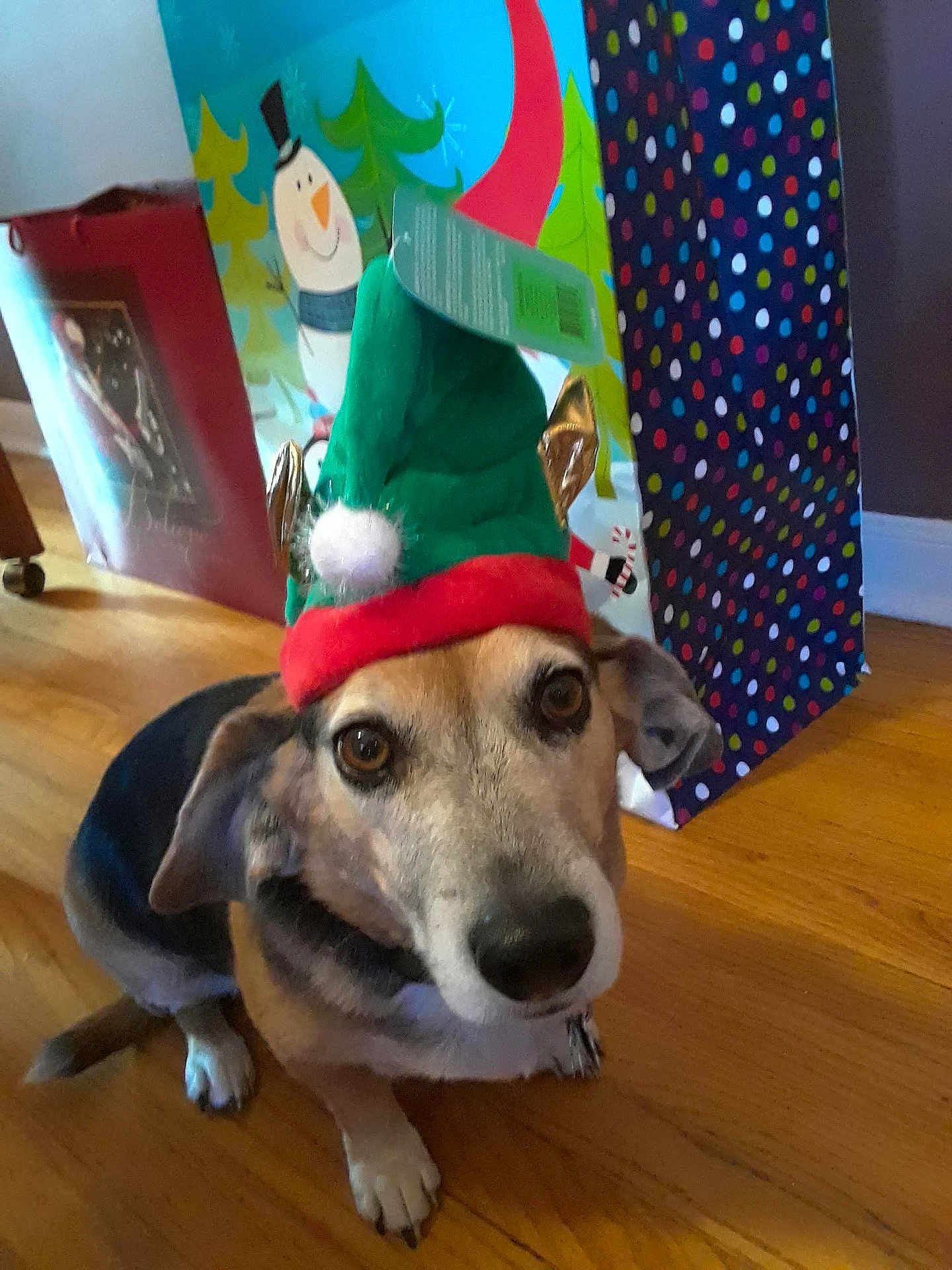 Kensi is registered to the contest to win money with this photo: dog, elf_hat, holiday, christmas, gift_bags, snowman, wooden_floor, indoor, pet, festive, costume, brown_dog, black_dog, cute, looking_up, decorations, holiday_season, wrapped_gifts, flooring, animal