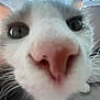 Kobe joined the competition — help win amazing prizes! cat, close_up, nose, whiskers, fur, indoor, curious, pet, animal, face, eyes, pink_nose, feline, closeup, window, blurry_background, whisker_pad, soft_fur, cute, domestic_cat