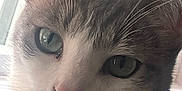 Kobe is registered to the contest to win money with this photo: cat, close_up, pet, whiskers, green_eyes, pink_nose, fur, indoor, window, curious, animal, face, ears, domestic_cat, portrait, feline, soft_light, looking, cute, whisker_detail
