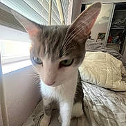 Kobe joined the competition — help win amazing prizes! cat, bed, blanket, window, blinds, indoor, pet, feline, curious, closeup, fur, whiskers, ears, domestic, cozy, bedroom, pillow, comfort, resting, animal