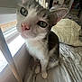 Kobe is registered to the contest to win money with this photo: cat, bed, window, curious, green_eyes, indoor, pet, feline, fur, whiskers, close_up, light, cozy, resting, animal, domestic, pink_nose, white_fur, gray_fur, curiosity