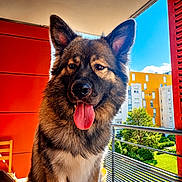 Asgard a rejoint le concours — aidez-le/la à gagner de superbes lots ! dog, pet, animal, tongue_out, balcony, red_wall, sunny, blue_sky, urban, building, greenery, ears, fur, happy, close_up, portrait, daylight, outdoor, canine, smiling