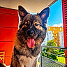 dog, pet, animal, tongue_out, balcony, red_wall, sunny, blue_sky, urban, building, greenery, ears, fur, happy, close_up, portrait, daylight, outdoor, canine, smiling