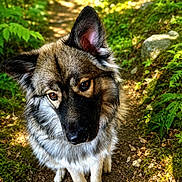 Asgard participe au concours pour gagner de l'argent avec cette photo : animal, black, brown, curious, cute, dog, ears, eyes, forest, fur, greenery, nature, outdoor, path, pet, portrait, shadows, sitting, sunlight, white