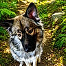 animal, black, brown, curious, cute, dog, ears, eyes, forest, fur, greenery, nature, outdoor, path, pet, portrait, shadows, sitting, sunlight, white