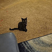 Archie joined the competition — help win amazing prizes! animal, bell, black_cat, carpet, cat, collar, cozy, curious, cute, domestic, floor, furniture, home, indoor, leather_chair, looking, pet, rug, sitting, small