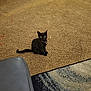 animal, bell, black_cat, carpet, cat, collar, cozy, curious, cute, domestic, floor, furniture, home, indoor, leather_chair, looking, pet, rug, sitting, small