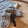 Archie is registered to the contest to win money with this photo: animal, black_cat, blue_rug, carpet, cat, cozy, floor, footwear, furniture, hiding, indoor, nike_sneaker, pet, playful, rug, shadow, shoe, sneaker, texture, woven_rug