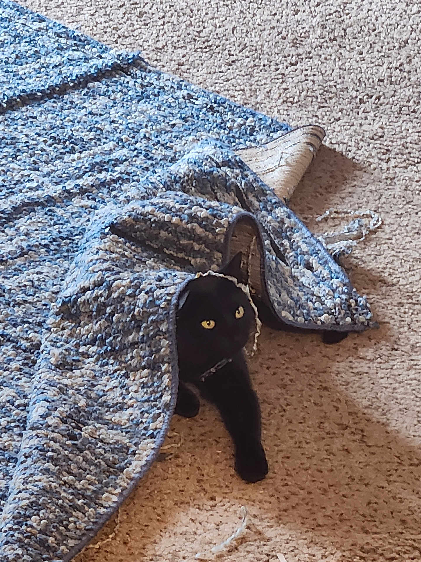 Archie