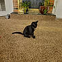 Archie joined the competition — help win amazing prizes! animal, black_cat, brick, carpet, cat, collar, curious, decor, feline, fireplace, floor, home, indoor, leaf, living_room, pet, plant, pot, sitting, window_reflection
