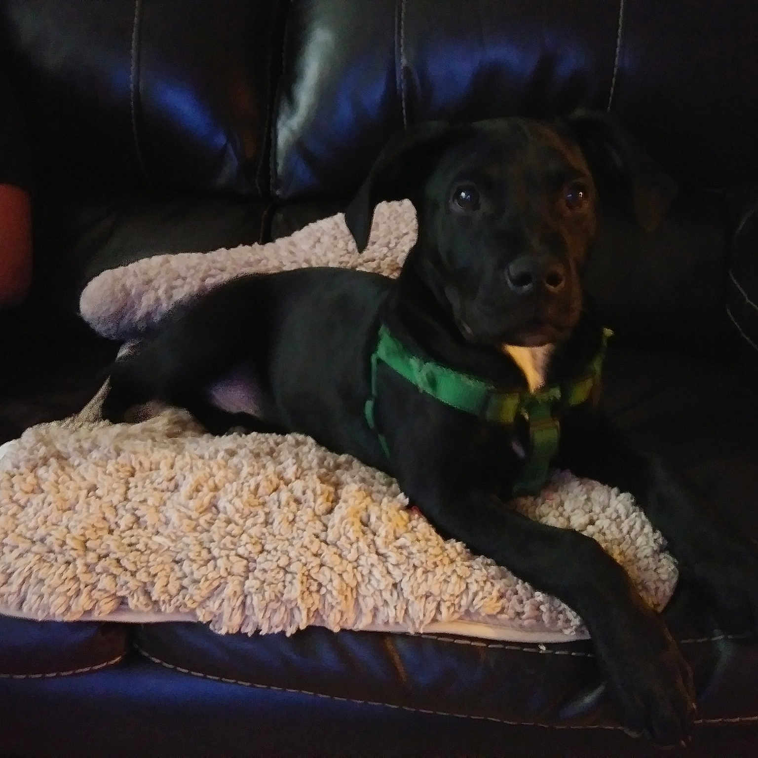 Drogo joined the competition — help win amazing prizes! carnivoran, dog, dog_breed, dog_breed_group, dog_like_mammal, patterdale_terrier, puppy, snout, sporting_group