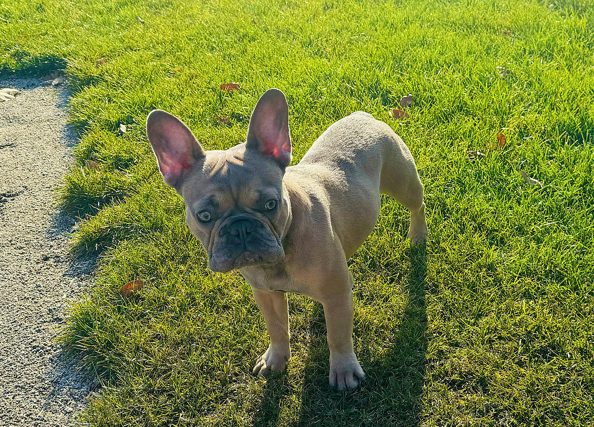 Buddha joined the competition — help win amazing prizes! bulldog, canidae, carnivore, collar, companion_dog, dog, dog_breed, ear, fawn, french_bulldog, grass, groundcover, plant, snout, sporting_group, terrestrial_animal, toy_dog, whiskers, working_animal, wrinkle