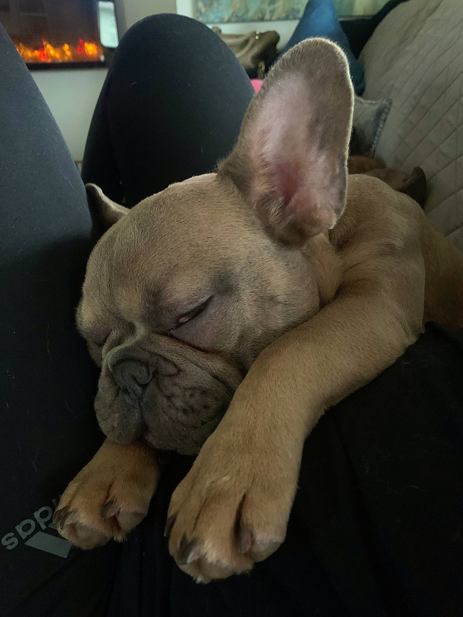 Buddha joined the competition — help win amazing prizes! bulldog, canidae, carnivore, comfort, companion_dog, dog, dog_breed, ear, eye, fawn, french_bulldog, nap, sleep, snout, sporting_group, terrestrial_animal, toy_dog, whiskers, working_animal, wrinkle