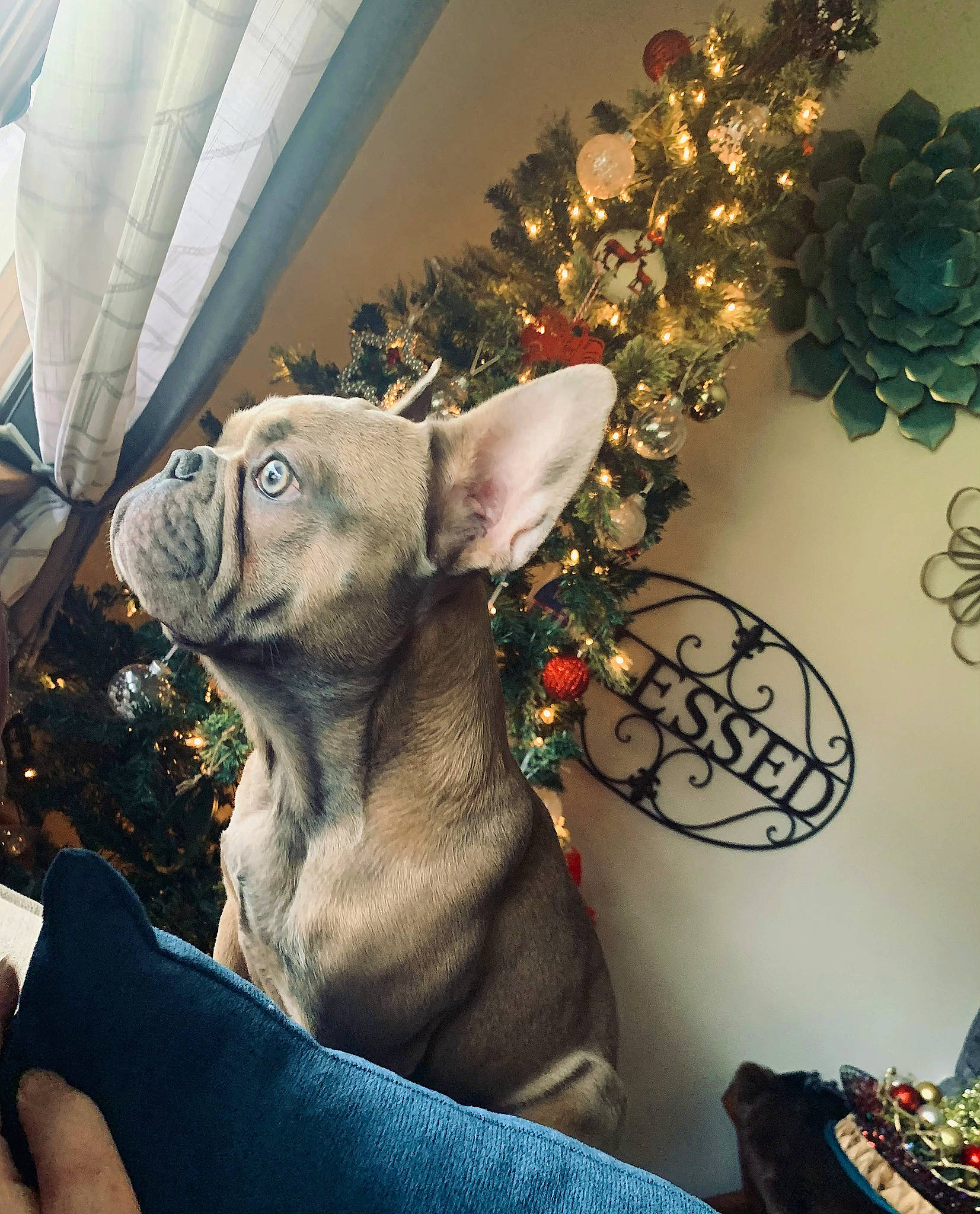 Buddha joined the competition — help win amazing prizes! art, carnivore, christmas_ornament, dog_breed, ear, event, fawn, felidae, fur, holiday_ornament, ornament, sculpture, small_to_medium_sized_cats, snout, statue, stuffed_toy, toy, twig, whiskers, working_animal