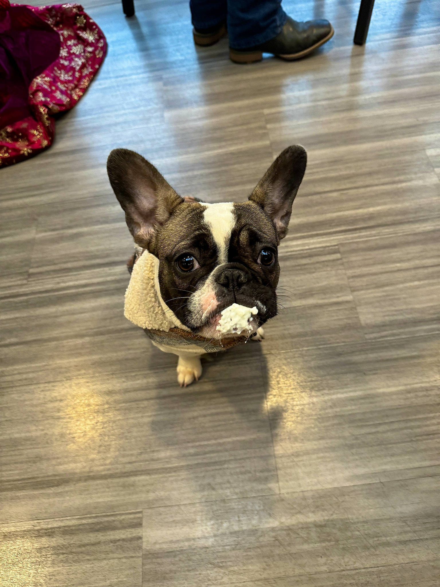 Moo joined the competition — help win amazing prizes! boston_terrier, bulldog, canidae, carnivore, companion_dog, dog, dog_breed, ear, fawn, floor, flooring, french_bulldog, hardwood, snout, sporting_group, terrestrial_animal, toy_dog, whiskers, wood, working_animal