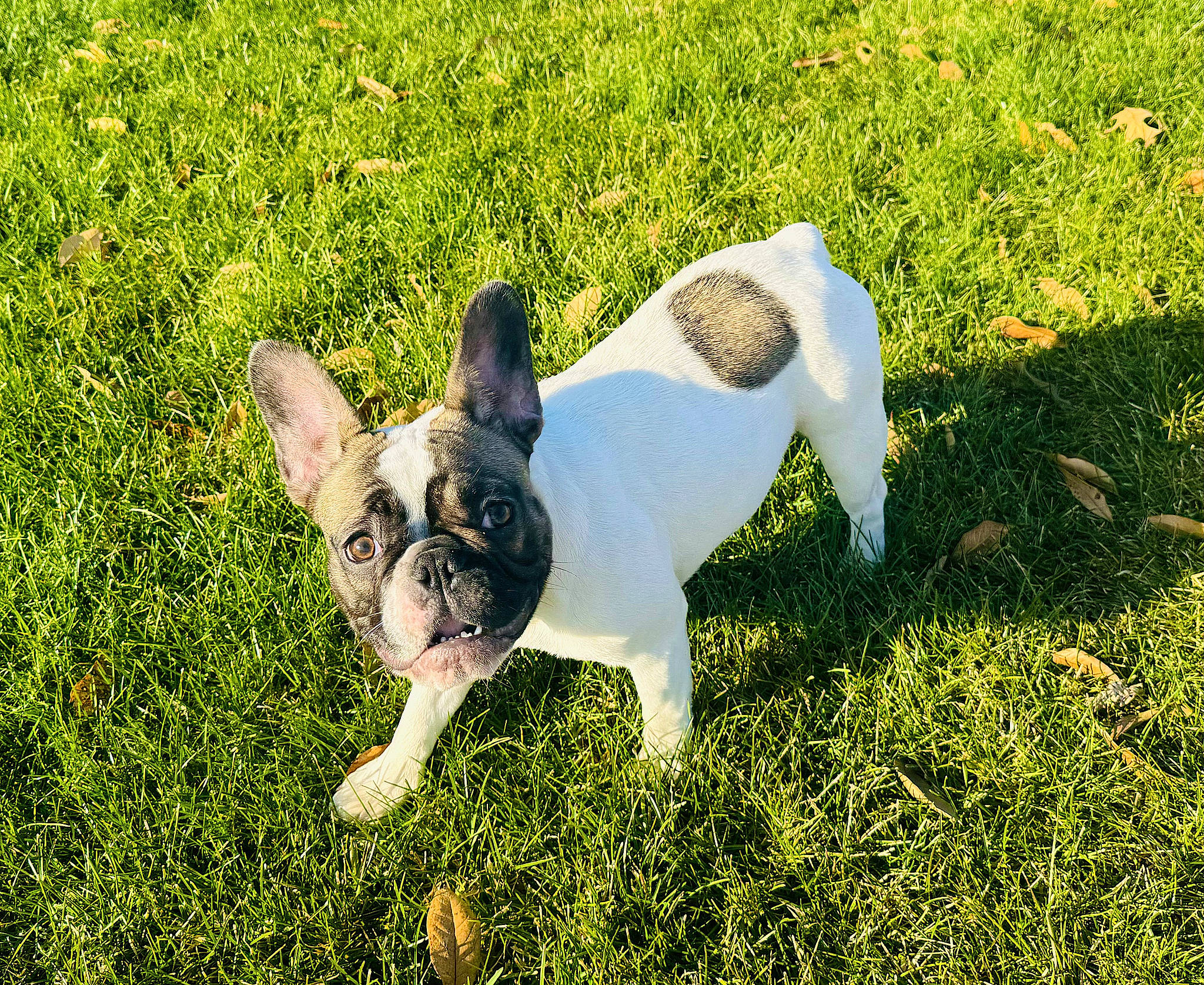 Moo is registered to the contest to win money with this photo: ball, bulldog, canidae, carnivore, companion_dog, dog, dog_breed, ear, fawn, french_bulldog, grass, grassland, plant, snout, sporting_group, tail, terrestrial_animal, toy_dog, whiskers, working_animal