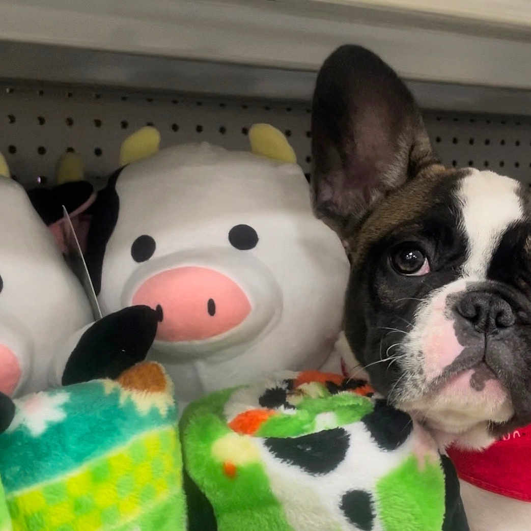 Moo