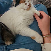 Maxine joined the competition — help win amazing prizes! cat, calico, fluffy, sleeping, lap, person, hand, jeans, blanket, cozy, indoor, furniture, couch, relaxing, pet, domestic_animal, paw, resting, comfort, home