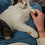 cat, calico, fluffy, sleeping, lap, person, hand, jeans, blanket, cozy, indoor, furniture, couch, relaxing, pet, domestic_animal, paw, resting, comfort, home