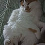 Maxine joined the competition — help win amazing prizes! cat, calico, fluffy, pet, animal, sleepy, relaxed, indoor, blanket, fur, paw, cute, resting, cozy, whiskers, tabby, soft, mammal, domestic, feline