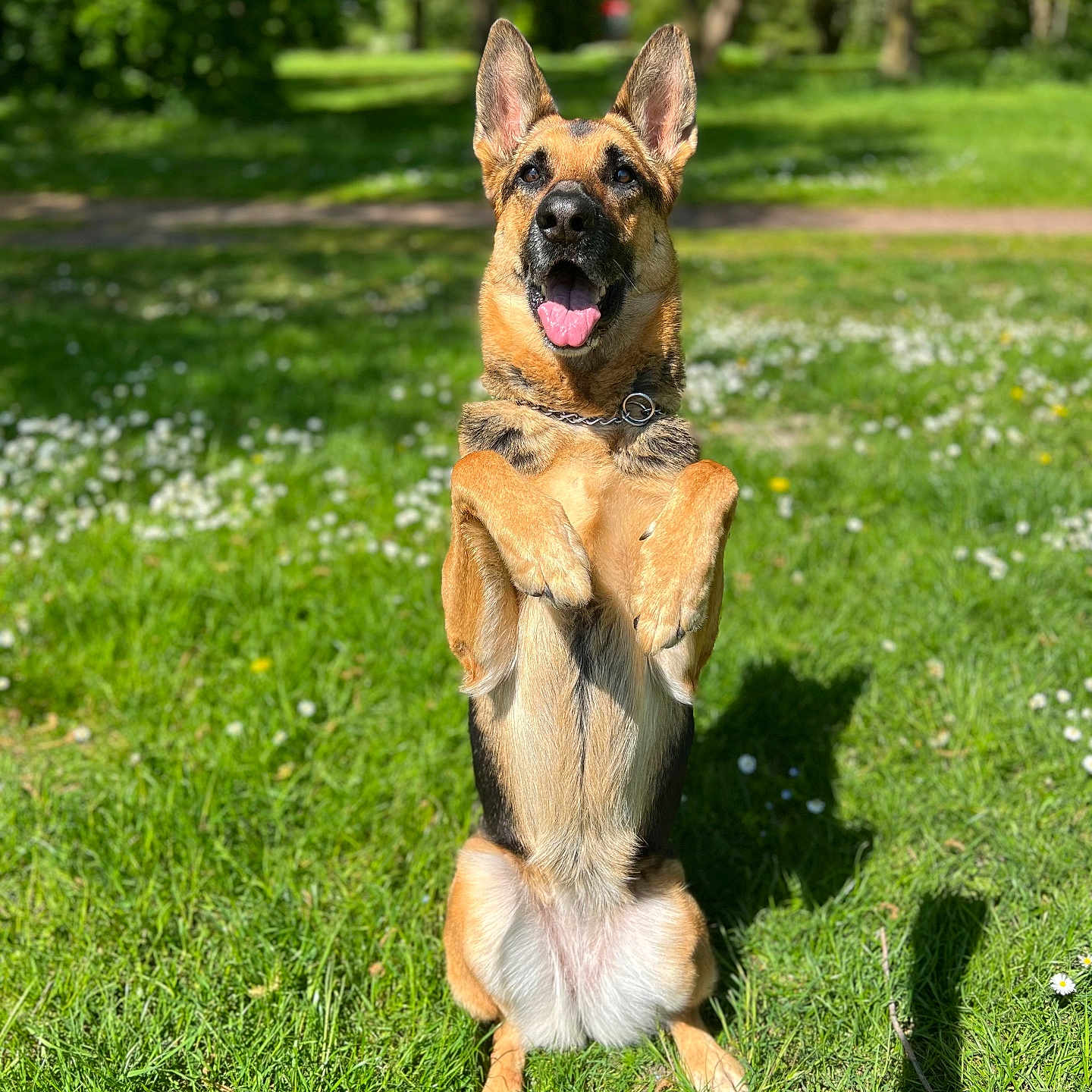 Neika participe au concours pour gagner de l'argent avec cette photo : animal, canine, cute, dog, ears_up, german_shepherd, grass, grass_field, greenery, happy, mammal, nature, obedient, outdoor, park, pet, playing, summer, sunlight, tongue_out