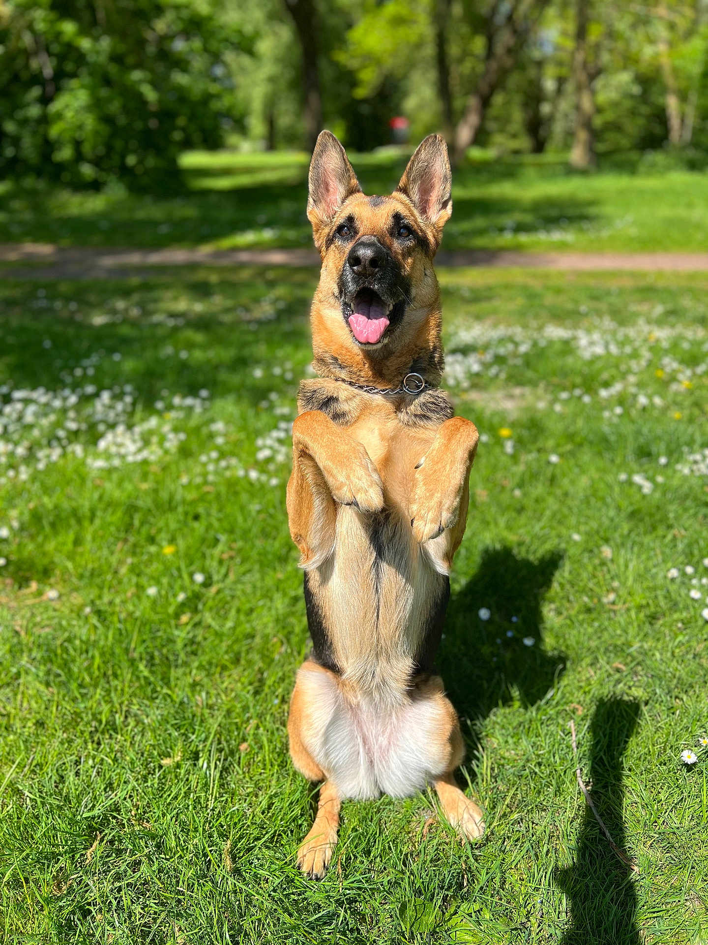 Neika participe au concours pour gagner de l'argent avec cette photo : dog, german_shepherd, park, grass, sunlight, pet, animal, canine, outdoor, happy, tongue_out, ears_up, nature, summer, greenery, playing, obedient, cute, mammal, grass_field