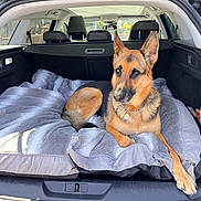 Neika participe au concours pour gagner de l'argent avec cette photo : german_shepherd, dog, car_interior, blanket, pet, collar, daisy_tag, resting, relaxed, fur, ears, alert, transport, vehicle, backseat, daylight, outdoor_light, muzzle, paw, seat