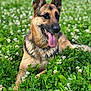 Neika participe au concours pour gagner de l'argent avec cette photo : dog, german_shepherd, canine, animal, pet, outdoor, grass, flowers, clover, tongue_out, lying_down, nature, greenery, happy, closeup, portrait, summer, sunlight, fur, ears
