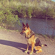 Neika participe au concours pour gagner de l'argent avec cette photo : animal, blue_sky, calm_water, canine, daytime, dirt_path, dog, german_shepherd, greenery, landscape, nature, outdoor, pets, river, scenic, shadow, sitting, summer, sunlight, trees