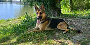 Neika a rejoint le concours — aidez-le/la à gagner de superbes lots ! animal, canine, daylight, dog, flora, german_shepherd, grass, greenery, lake, mammal, nature, outdoor, park, pet, relaxing, shade, summer, sunlight, tongue_out, tree