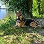 Neika a rejoint le concours — aidez-le/la à gagner de superbes lots ! dog, german_shepherd, grass, lake, tree, nature, outdoor, sunlight, shade, tongue_out, relaxing, canine, animal, greenery, park, summer, daylight, pet, mammal, flora