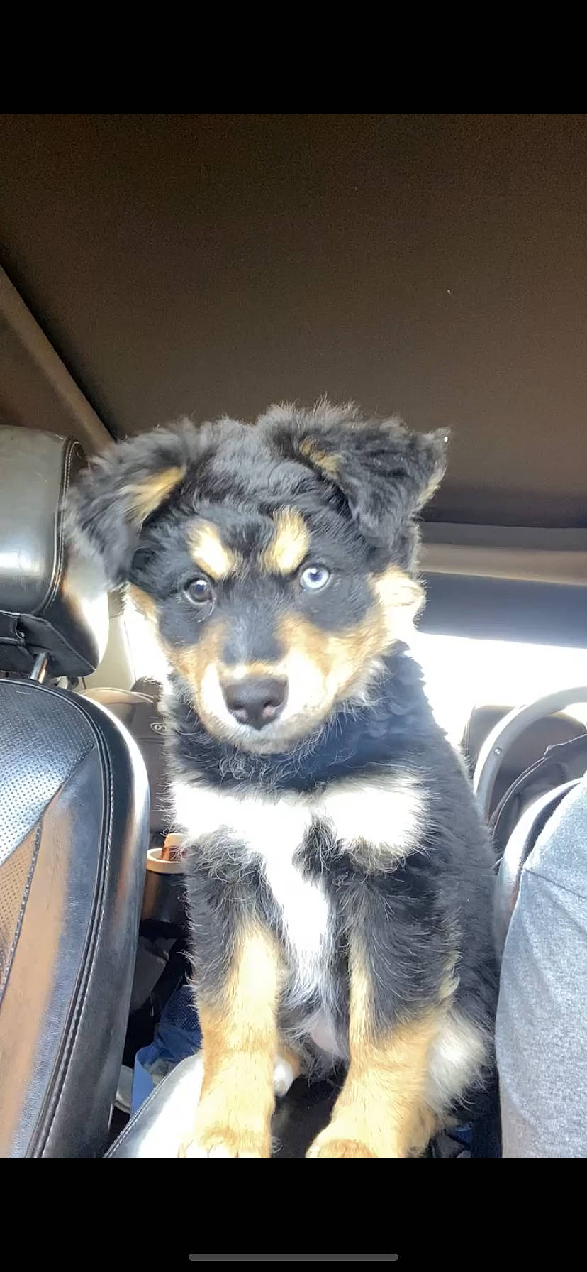 Peanut is registered to the contest to win money with this photo: ancient_dog_breeds, canidae, carnivore, companion_dog, dog, dog_breed, electric_blue, fur, guard_dog, herding_dog, paw, puppy, snout, sporting_group, whiskers, working_animal, working_dog