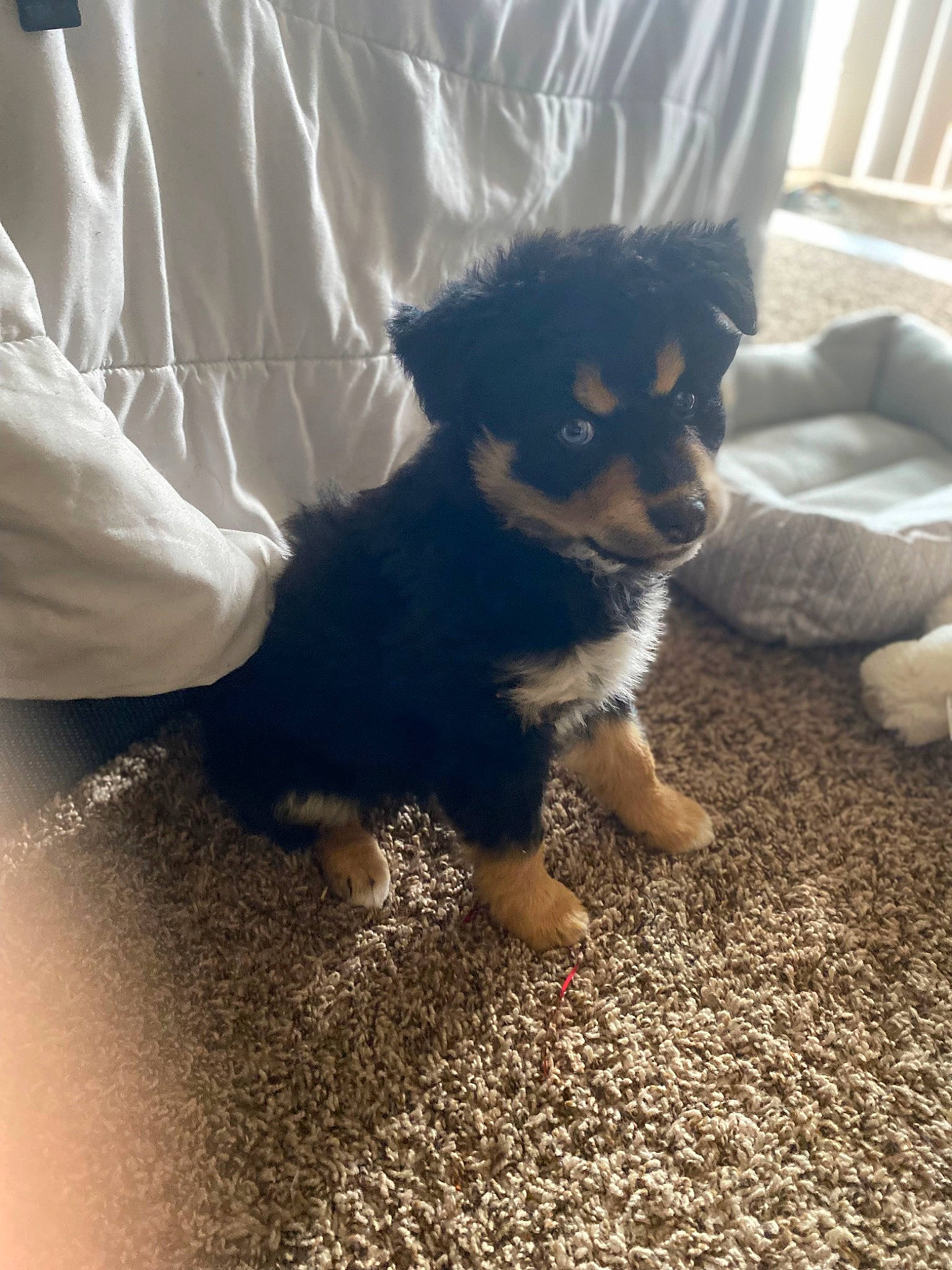 Peanut is registered to the contest to win money with this photo: canidae, carnivore, comfort, companion_dog, dog, dog_breed, fawn, flooring, foot, fur, grass, herding_dog, shadow, snout, tail, tints_and_shades, toy_dog, whiskers, working_animal, working_dog