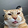 Bomboclatt is registered to the contest to win money with this photo: cat, ginger_cat, close_up, tongue_out, whiskers, pet, feline, indoor, fur, face, ears, nose, eyes, curious, animal, cute, portrait, domestic_cat, house_cat