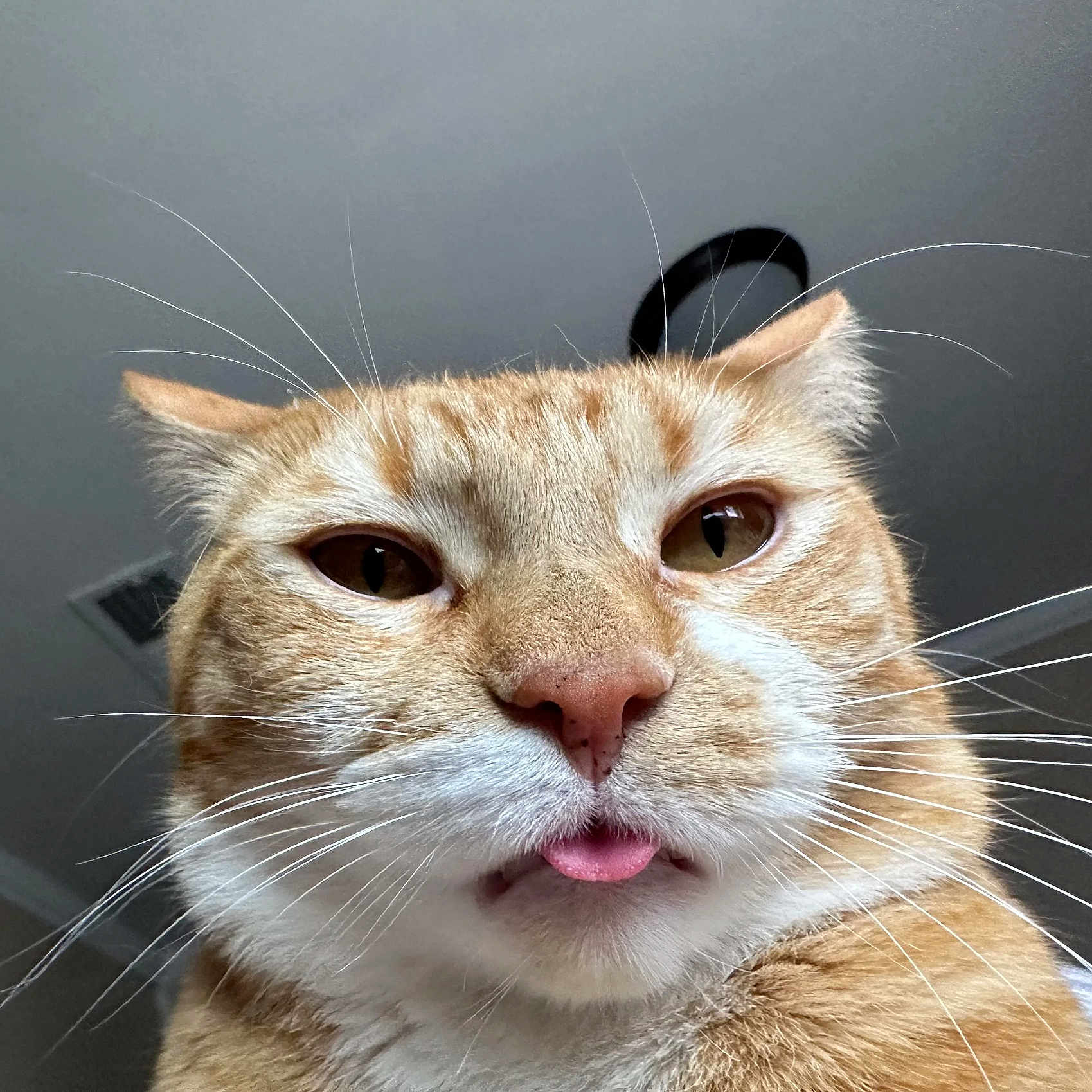 Bomboclatt is registered to the contest to win money with this photo: animal, cat, close_up, curious, cute, domestic_cat, ears, eyes, face, feline, fur, ginger_cat, house_cat, indoor, nose, pet, portrait, tongue_out, whiskers