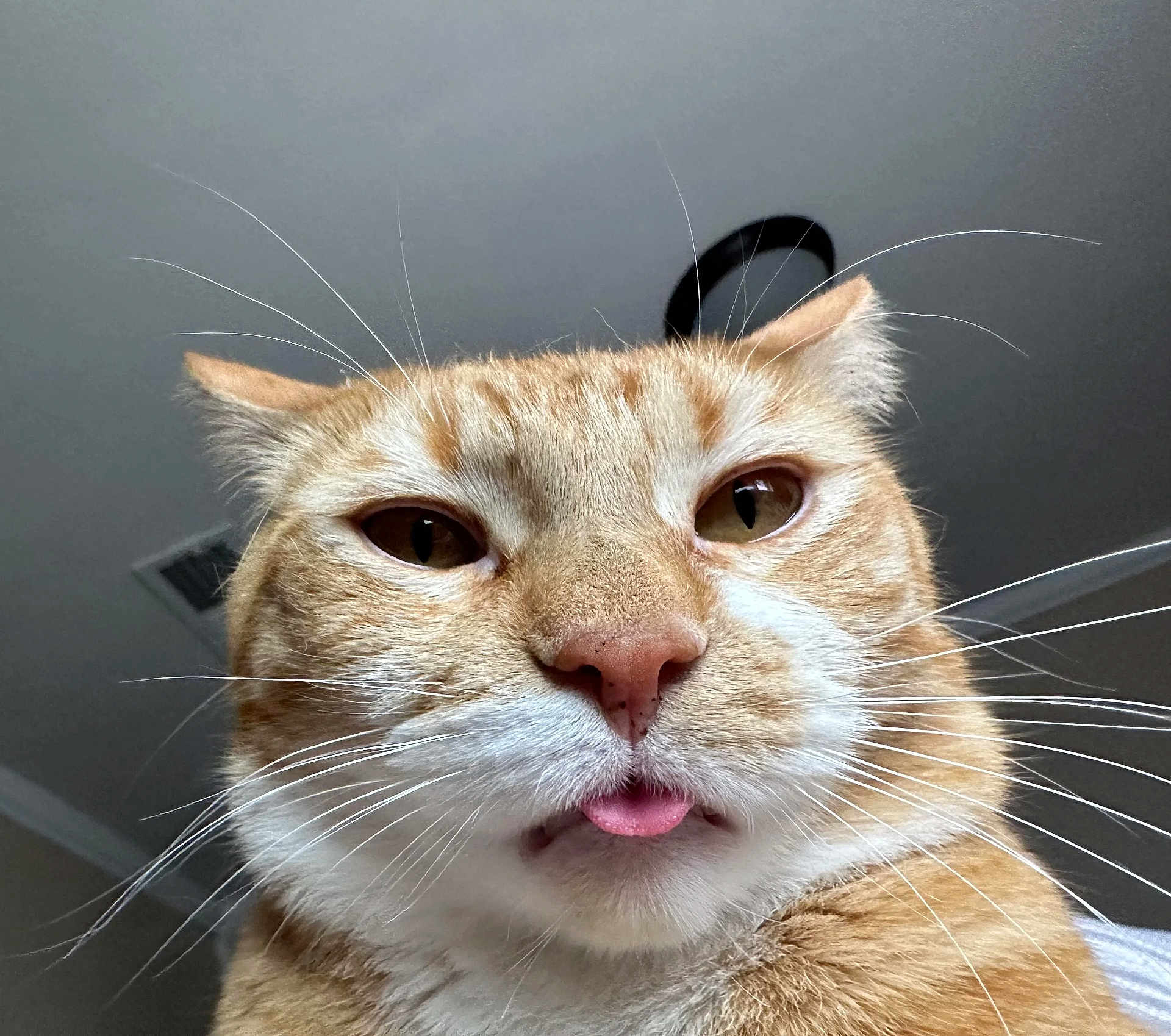 Bomboclatt is registered to the contest to win money with this photo: cat, ginger_cat, close_up, tongue_out, whiskers, pet, feline, indoor, fur, face, ears, nose, eyes, curious, animal, cute, portrait, domestic_cat, house_cat