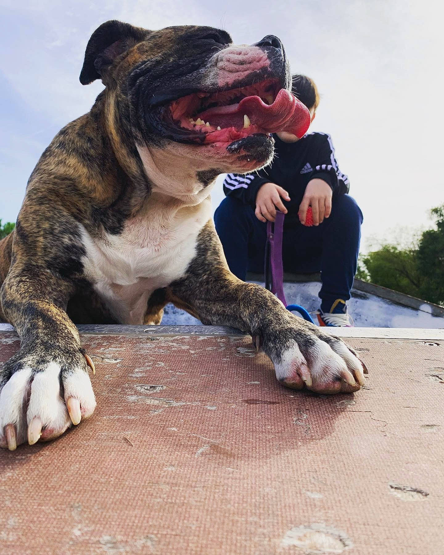 Nirvana participe au concours pour gagner de l'argent avec cette photo : canidae, carnivore, cloud, companion_dog, dog, dog_breed, fawn, fur, guard_dog, leash, molosser, paw, sky, smile, snout, sporting_group, terrestrial_animal, vertebrate, wildlife, wrinkle