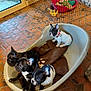 animal_group, blanket, brown_blanket, cage, companion_animal, curious, cute, dog_bed, domestic, french_bulldog, indoor, multiple_dogs, pet, pet_toys, playful, puppy, red_pet_bed, small_dog, tile_floor, young_animal