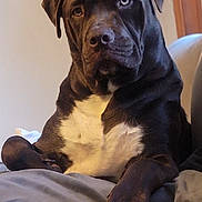 Finn joined the competition — help win amazing prizes! animal, bed, black_dog, canine, companion, dog, domestic_animal, ears, fur, furniture, indoor, looking, mammal, paw, pet, portrait, relaxed, resting, snout, white_chest