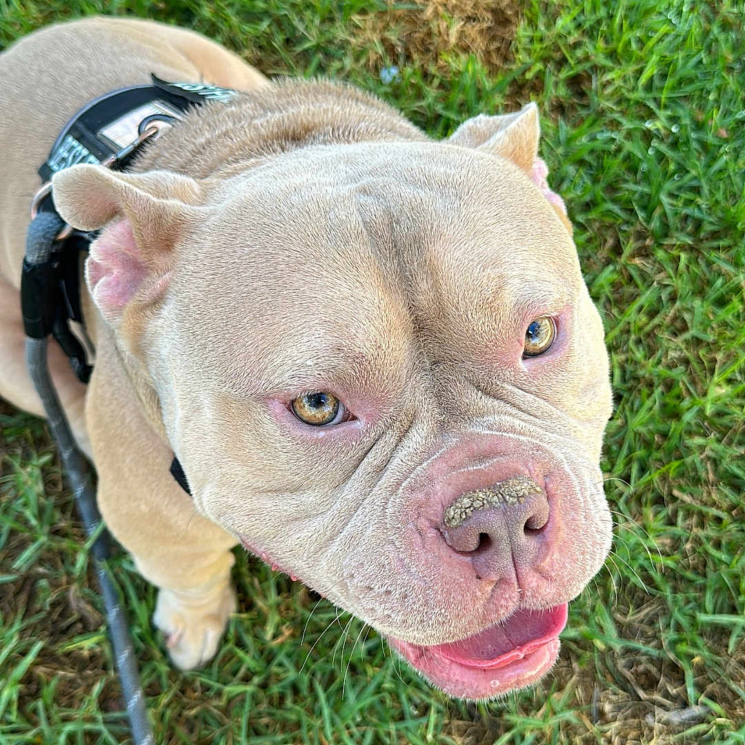 Toki