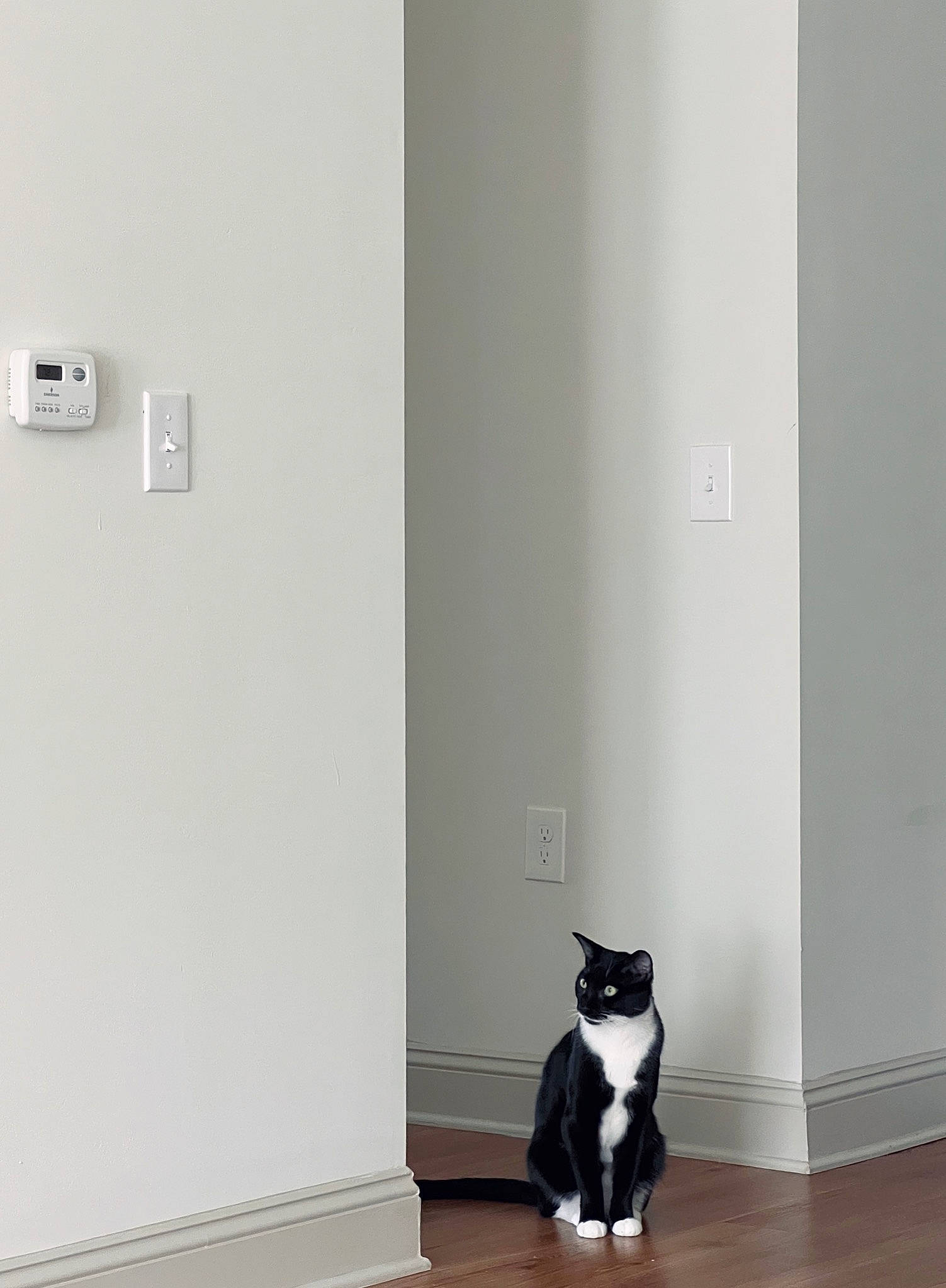 Lamar joined the competition — help win amazing prizes! carnivore, cat, ceiling, comfort, domestic_short_haired_cat, door, felidae, flooring, fur, grey, hardwood, home_door, interior_design, laminate_flooring, room, small_to_medium_sized_cats, tail, whiskers, wood, wood_flooring